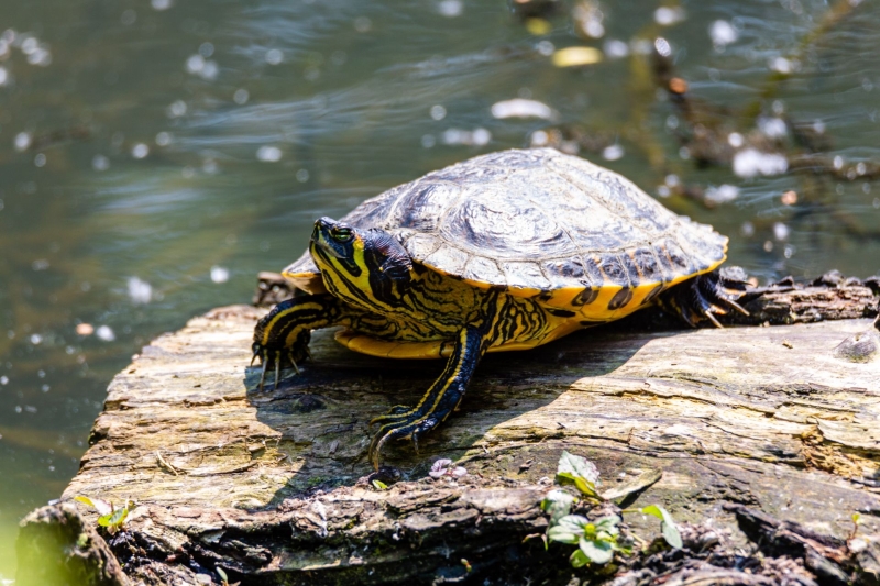 Geelwangschildpad - De Zonnegloed - Dierenpark - Dieren opvangcentrum - Sanctuary